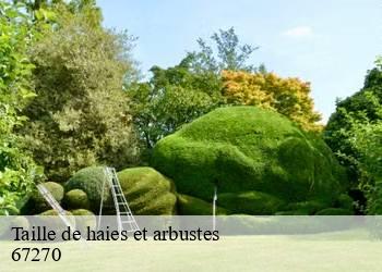 Taille de haies et arbustes  67270