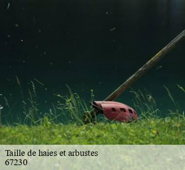 Taille de haies et arbustes  67230
