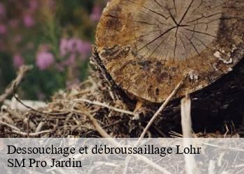 Dessouchage et débroussaillage  lohr-67290 SM Pro Jardin